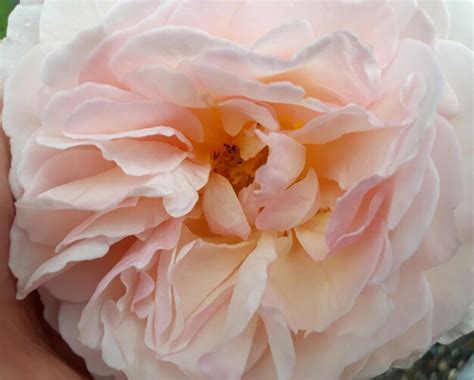 Premium Photo | Close-up of white rose