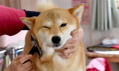 5 Best Dog Brushes for Shiba Inus (2024 Review)