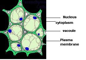 labelled diagram of parenchyma - Brainly.in