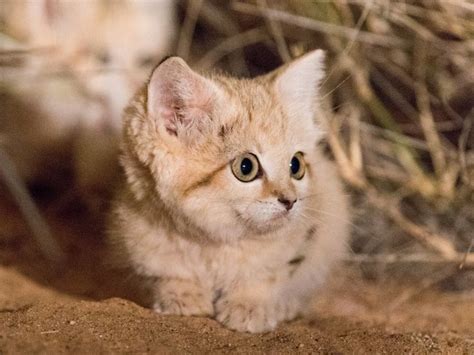 These adorable sand cats could be under threat | CNN