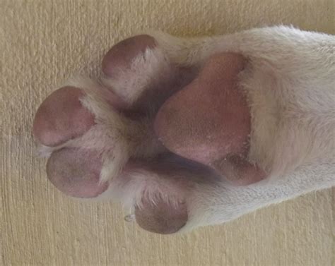 How Do You Reduce Swelling In A Dogs Paw