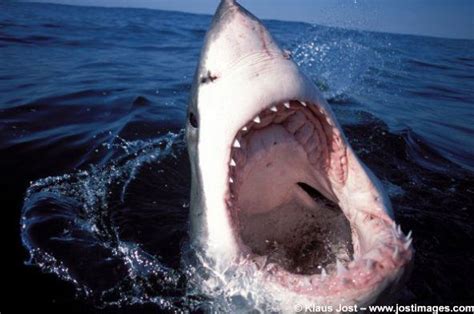 Image Gallery: Great White Sharks | Live Science