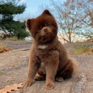 Red Cantonese Bear Dog Information, Facts, and Images!