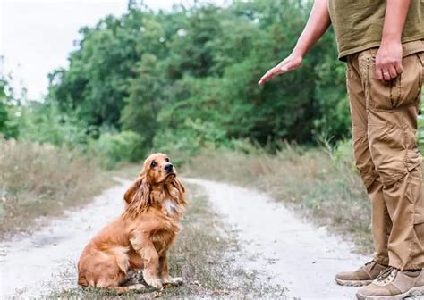 Cocker Spaniel - Your Family Hunting Friend