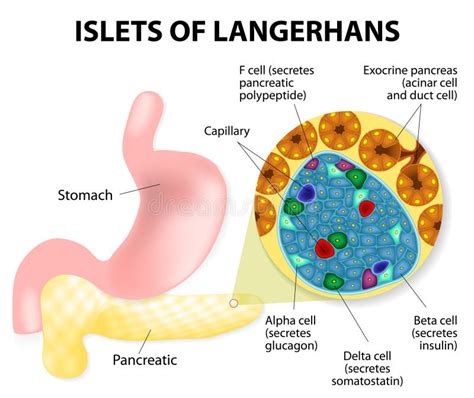 Islets of Langerhans stock vector. Illustration of glandular - 39677481