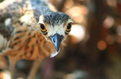 Curlew - Description, Habitat, Image, Diet, and Interesting Facts