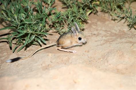 15 Joyful Jerboa Facts - Fact Animal