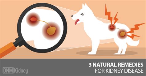 Kidney Disease: Why Natural Treatments Are Best - Dogs Naturally