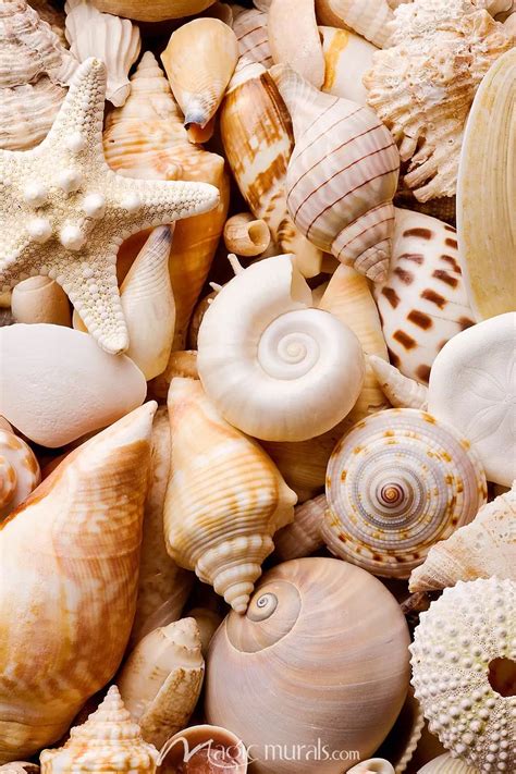 Update more than 56 seashell wallpaper best - in.cdgdbentre