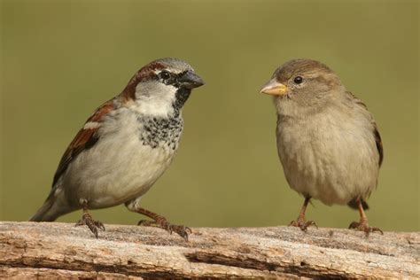 6 diferencias entre gorriones machos y hembras - Mis animales