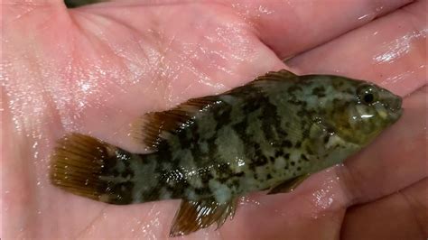 Wild Caught Juvenile Baby Tautog Blackfish (Tautoga onitis) in Aquarium ...