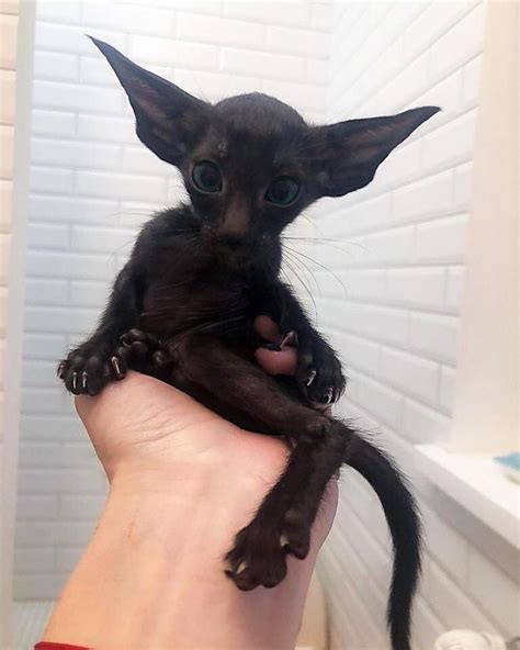 Mini-House Panthers In Honor Of The Black Panther in 2020 | Oriental shorthair cats, Cute ...