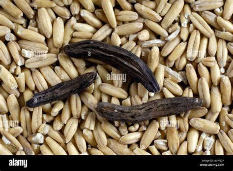 Ergot Stock Photo - Alamy