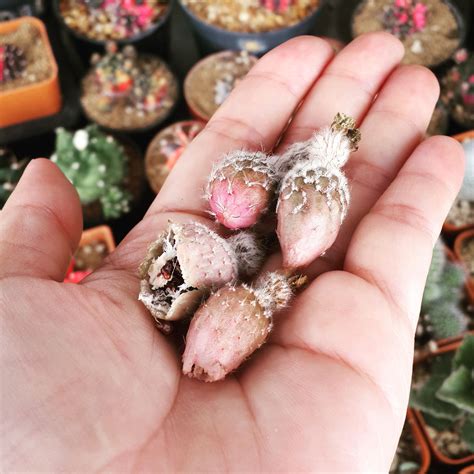 RARE Cactus Seed, Real Fresh Cactus Seed, Astrophytum Seed Mix, 30-90 ...