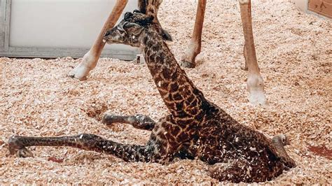 Baby giraffe dies at Nashville Zoo after being stepped on by mother