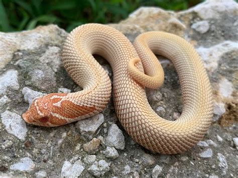 Hognose Snakes for sale | Snakes at Sunset