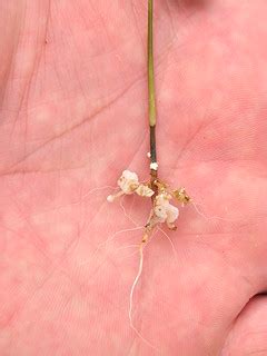 Damping off of coffee seedlings | Pathogen: Fusarium sp. | H… | Flickr