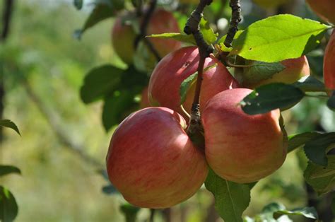 Free Images : fruit, flower, food, produce, shrub, apple tree, flowering plant, rose family ...