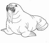 Walrus Coloring Pages To Download And Print For Free sketch template