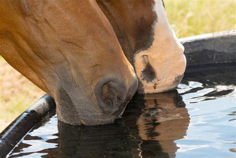 Protect your horse from equine influenza