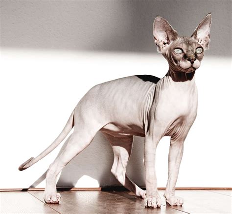 Sphynx Cat Breed Information and Characteristics | Daily Paws