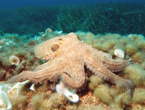 Octopus | Animal Wildlife