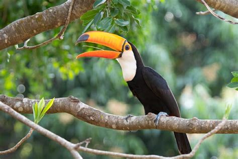 Wildlife of Iguazu Falls, Brazil and Argentina