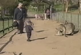 Animals vs kids (40 gifs) | Amazing Creatures