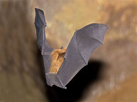 Glossy Horseshoe Bat - Rhinolophus refulgens