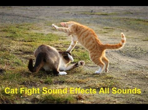 Cat Fight Sound Effects All Sounds - YouTube