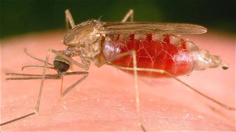 Eighth malaria case confirmed in Sarasota equals largest U.S. outbreak of the disease in decades ...