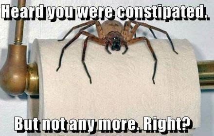 Scared Of Spiders, Tiny Spiders, Spooky Spiders, Funny Quotes, Funny Memes, Funniest Memes, It's ...