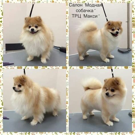 Pin by Briana Pascucci Claxton on Cash Money the Pomeranian | Dog grooming, Pomeranian haircut ...