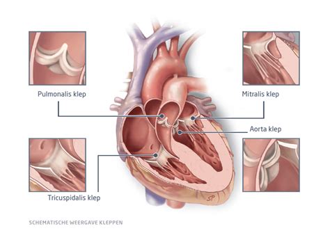 Heart Anatomy Valves