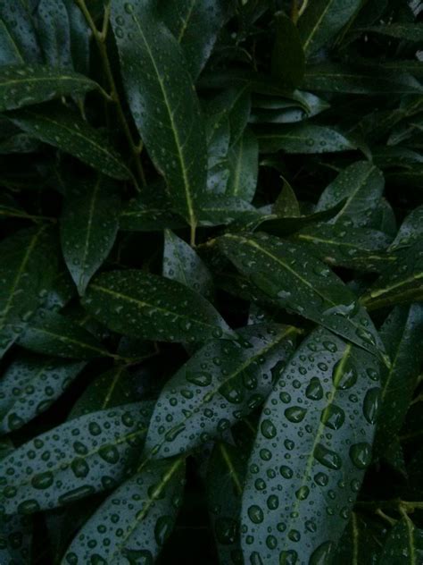 Wet leaves wallpaper | Nexus 4, no editing | Daria | Flickr