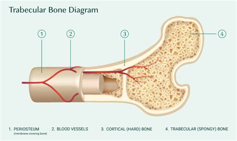 Everything You Need to Know About Trabecular Bone Score (TBS)