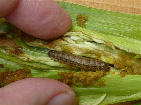 Fall Armyworm Research Champion opportunity – Invasive Species Blog