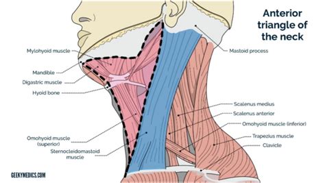 Anterior & Posterior Triangles of the Neck | Geeky Medics