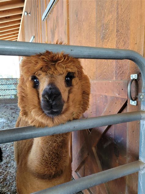 Baby alpaca : r/alpaca