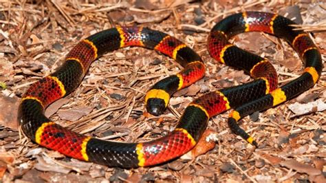 How to Identify Snake Droppings? | Identification and Guide - Pest Samurai