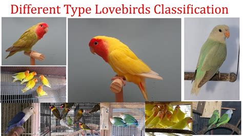 Different Type Lovebirds Classification - love birds name - YouTube