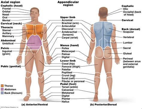 directional terms anatomy - Google Search in 2020 | Human body anatomy, Body anatomy, Human anatomy