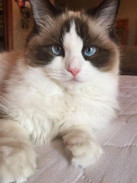 Calico Ragdoll Cats – Stunning Kitties With Beautiful Blue Eyes – CatsInfo