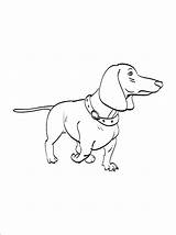 Dachshund Dog Coloring Pages To Download And Print For Free sketch template