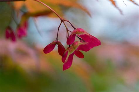 How to Propagate Japanese Maples from Seed | Gardener’s Path