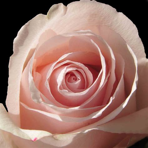 Free Images : nature, petal, close up, floribunda, rosette, summer flowers, pink flowers ...