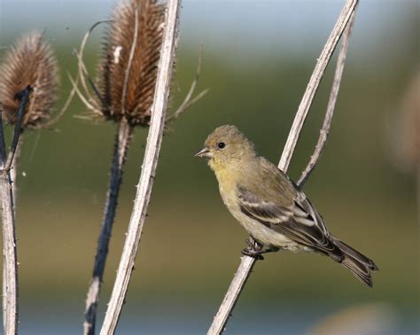 The 10 most common backyard birds of San Diego, California - Greg in ...