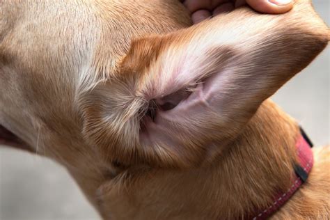 Dog Ear Mites Vs. Ear Wax: How To Spot The Difference | Dutch