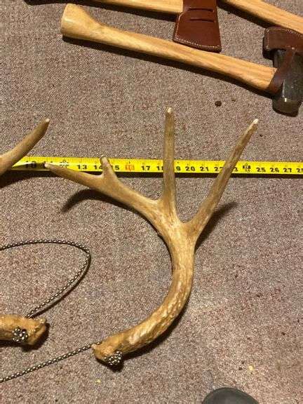 Rattling antlers - Gregg Auctions