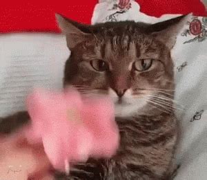 Cat Flower GIF - Cat Flower Space - Discover & Share GIFs